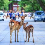 Animales salvajes en la ciudad: cómo se adaptan los animales