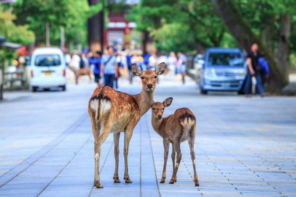 Animales salvajes en la ciudad: cómo se adaptan los animales