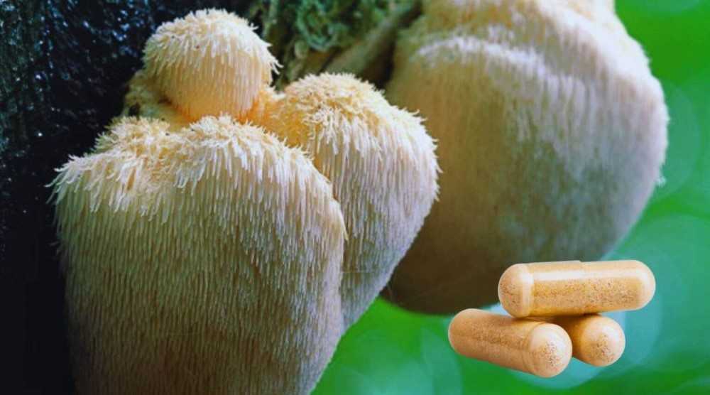 Beneficios de melena de león