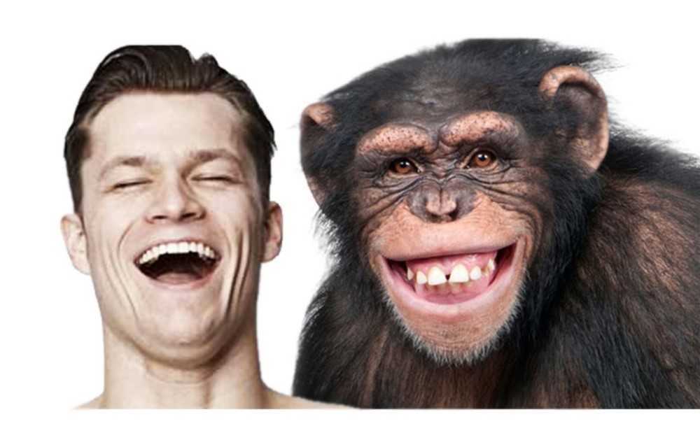 Qué distingue a los humanos de los animales