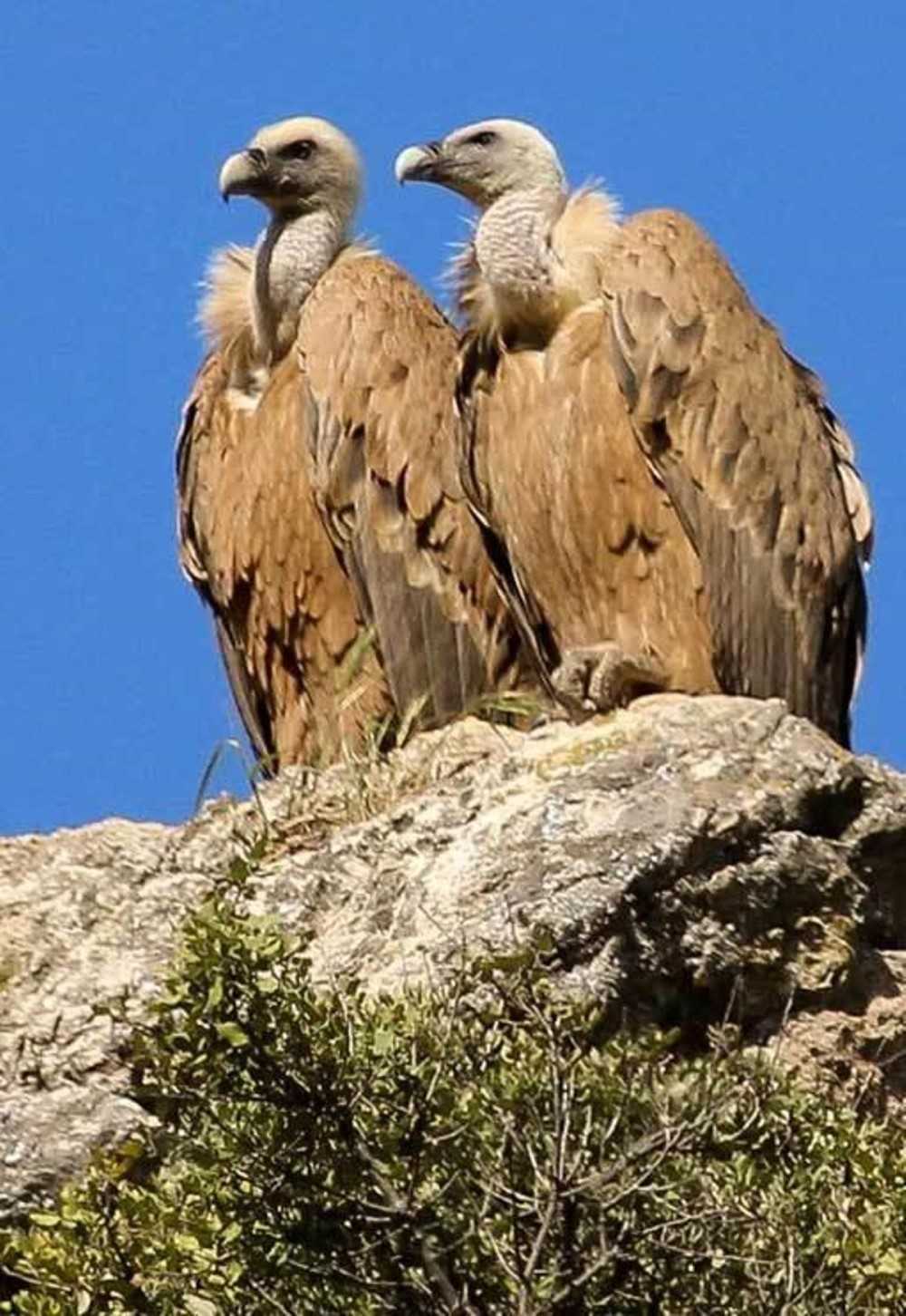 El difícil retorno de los buitres en Europa