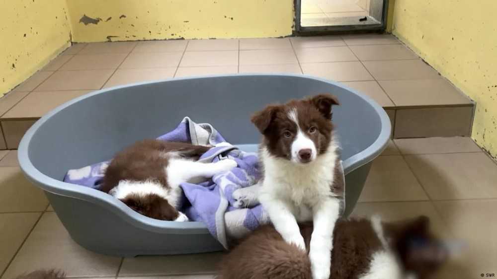Tras las huellas de los traficantes de cachorros 
