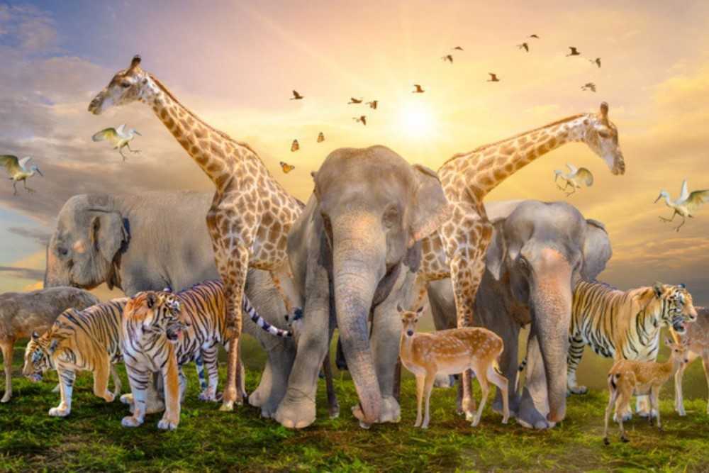 ¿Qué pasa cuando una especie se extingue?