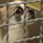 Tras las huellas de los traficantes de cachorros