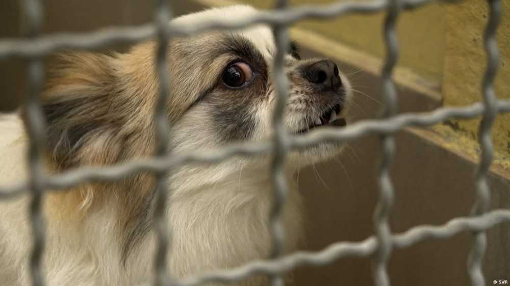 Tras las huellas de los traficantes de cachorros