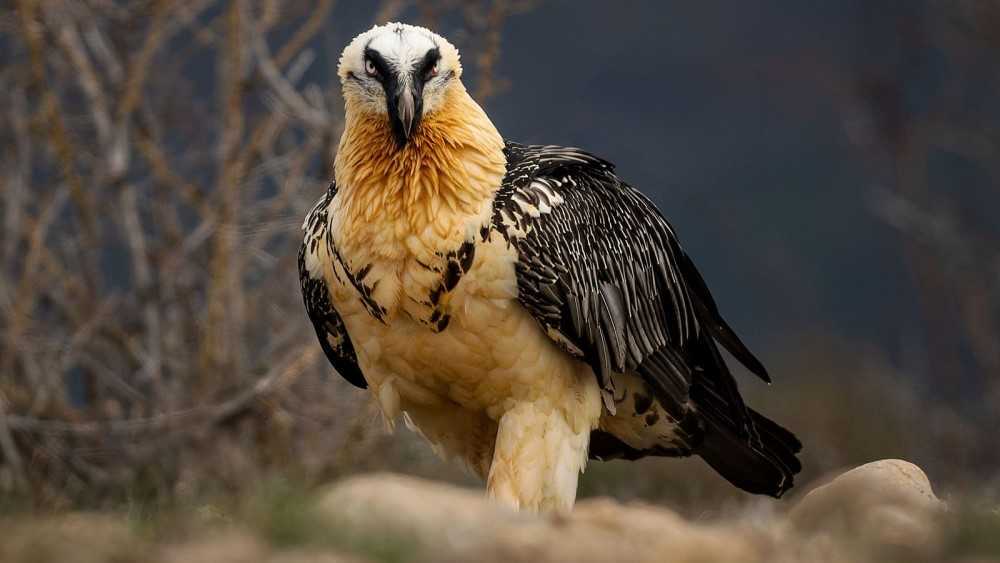 El difícil retorno de los buitres en Europa