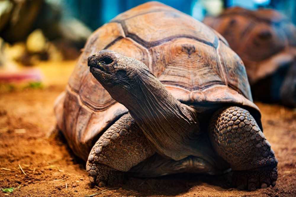 13 datos que no sabías sobre las tortugas