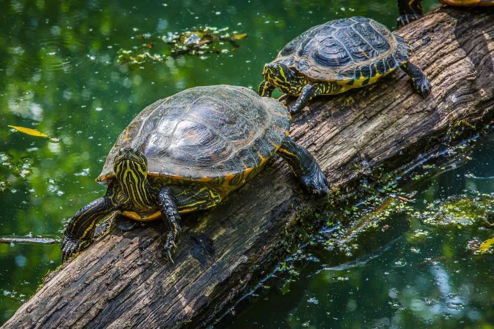 13 datos que no sabías sobre las tortugas
