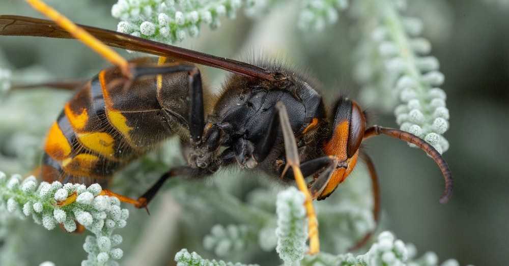 Los animales invasores ganan terreno