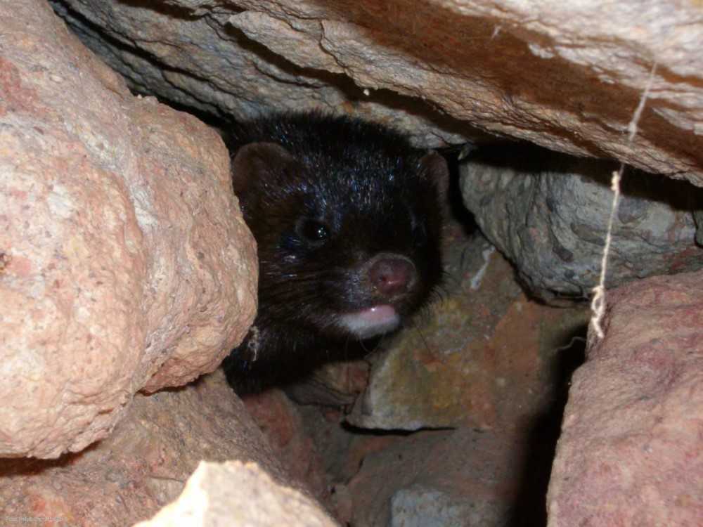 Los animales invasores ganan terreno