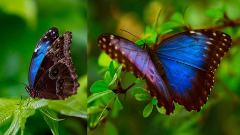 Qué podemos aprender de las mariposas