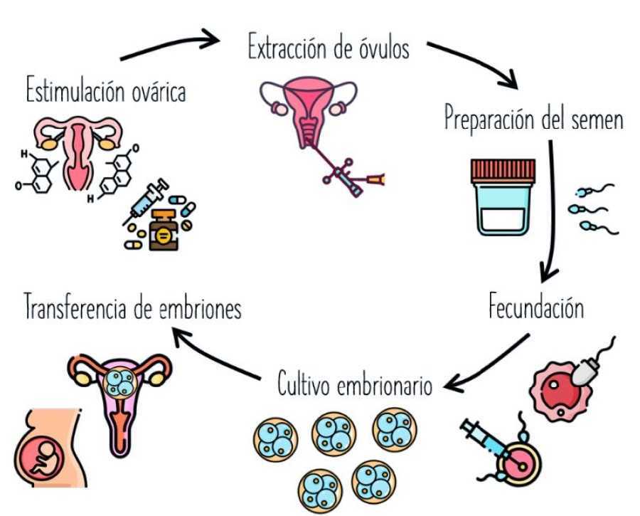 Cómo funciona la fecundación in vitro 