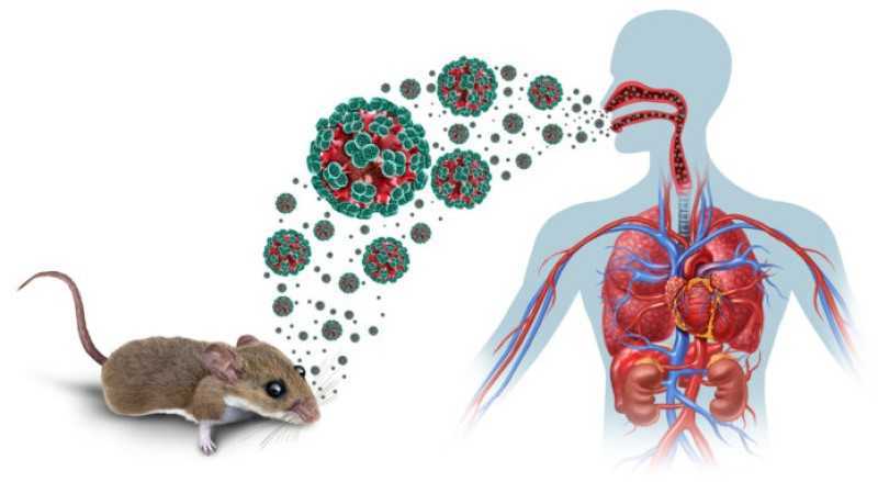 ¿Qué tan peligroso es el hantavirus?