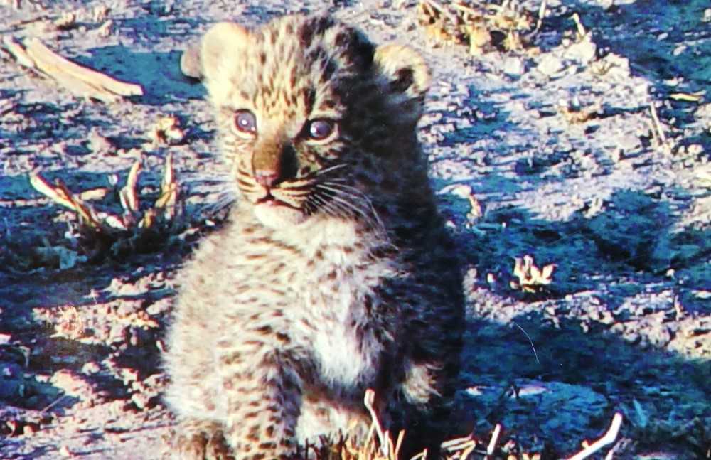 Legadema: La increíble historia de la leoparda