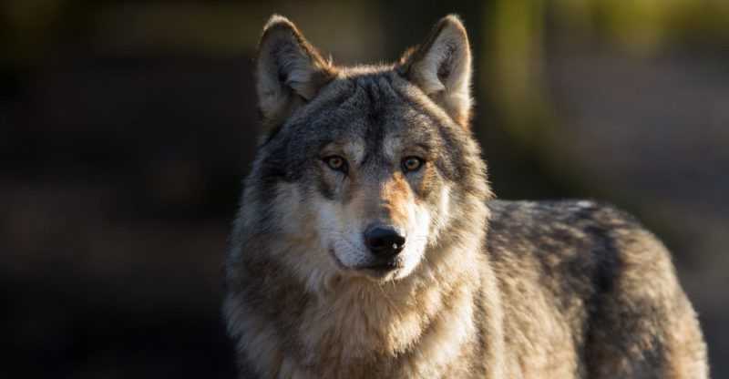Los animales más extraordinarios del planeta