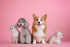 ¿Por qué amamos a las mascotas más que a la gente?