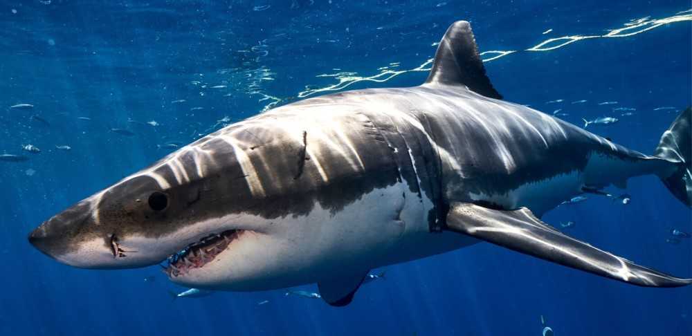 Los animales más extraordinarios del planeta