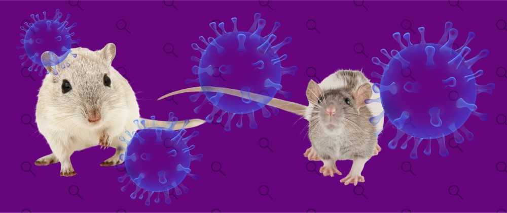 ¿Qué tan peligroso es el hantavirus?