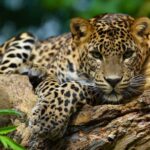 Amazonía salvaje: La selva que esconde animales extraordinarios