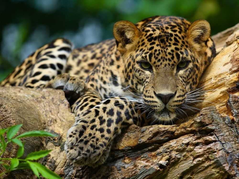 Amazonía salvaje: La selva que esconde animales extraordinarios