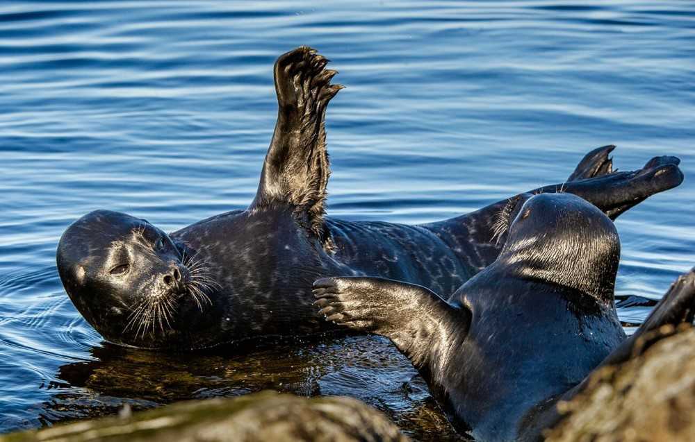 La polémica sobre las focas del mar Báltico