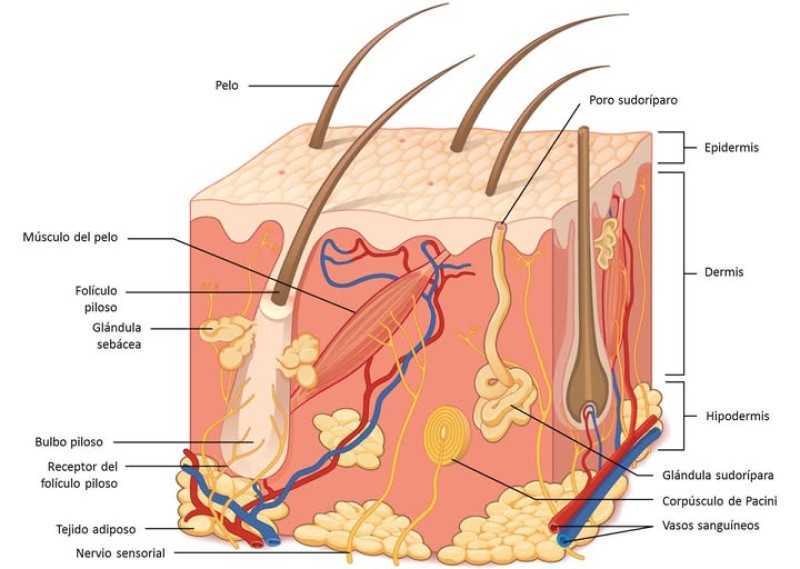 Anatomía de la piel