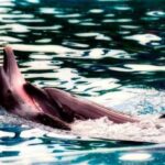 La cacería ilegal de delfines