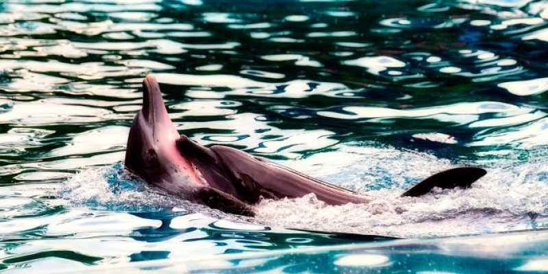 La cacería ilegal de delfines