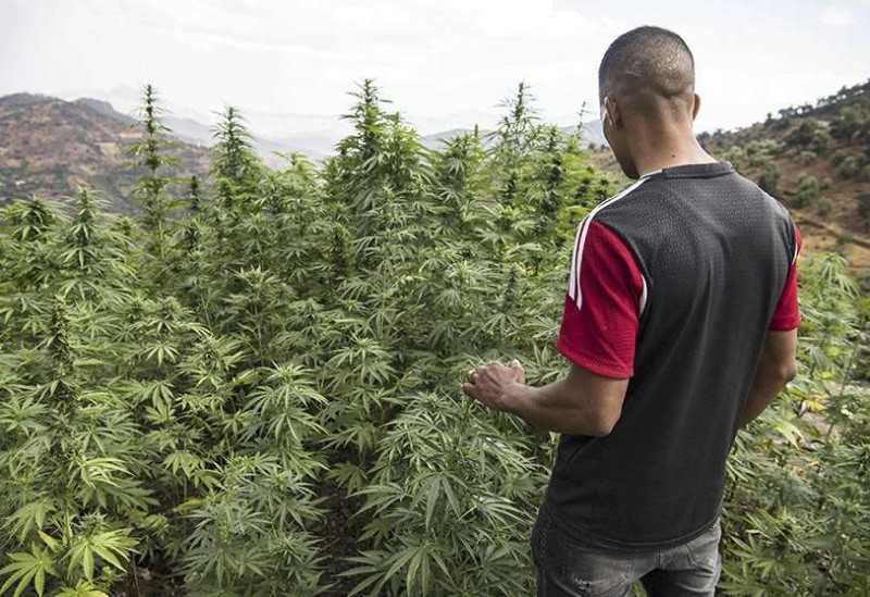 El giro del cannabis en Marruecos