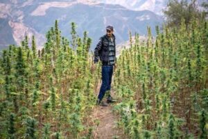 El giro del cannabis en Marruecos