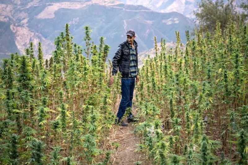 El giro del cannabis en Marruecos