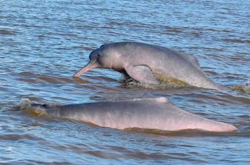 La cacería ilegal de delfines 