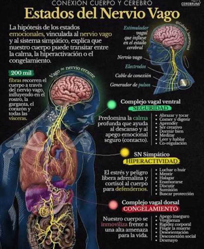 Activa ahora mismo tu nervio vago