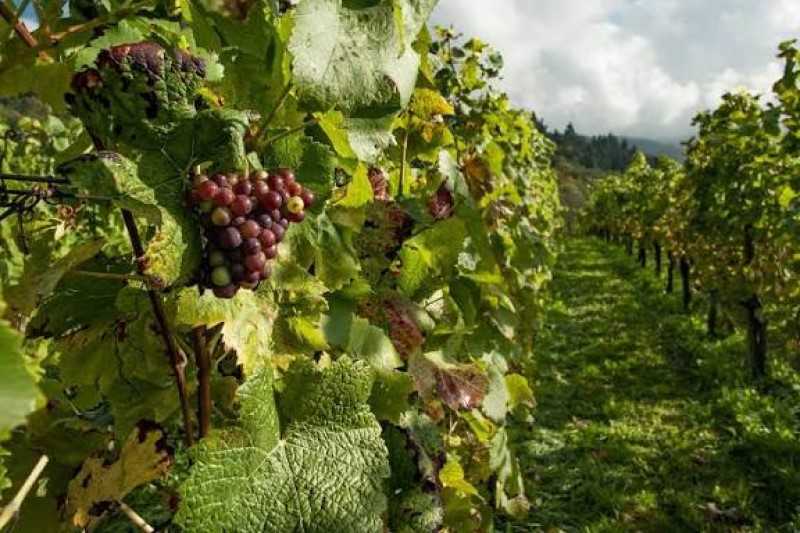 ¿El vino sin alcohol salvará a los viticultores?