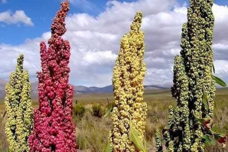 Qué es la quinoa