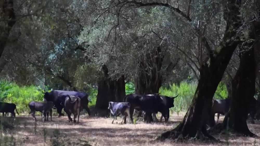 Las vacas sagradas de 'Ndrangheta