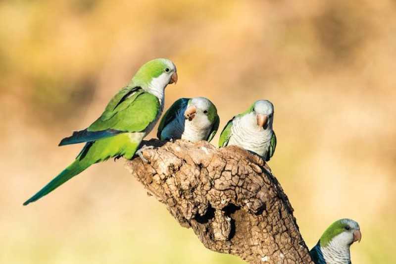 15 curiosidades sobre loros y pericos
