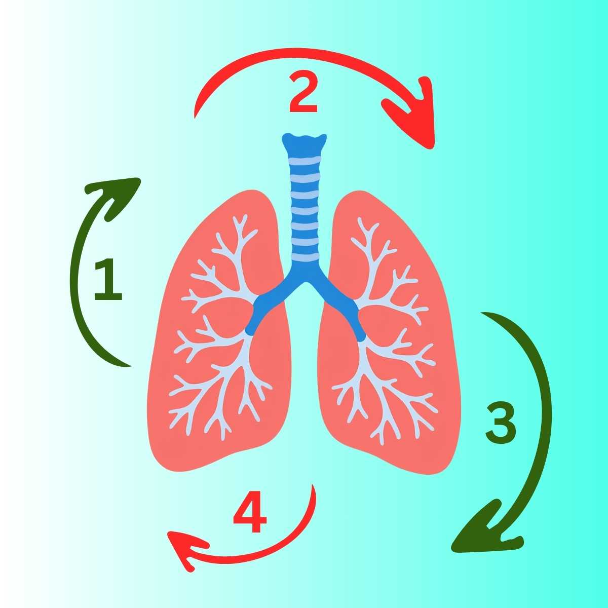 Box respiración 4x4 aplicación Aplicación gratis para Respiración Cuadrada box breathing app 4x4 respirar app web free